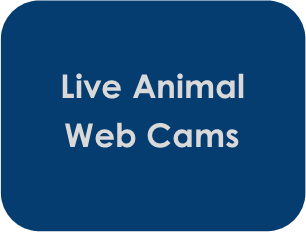 animal web cams 